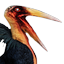 Greater Siptah Pelican