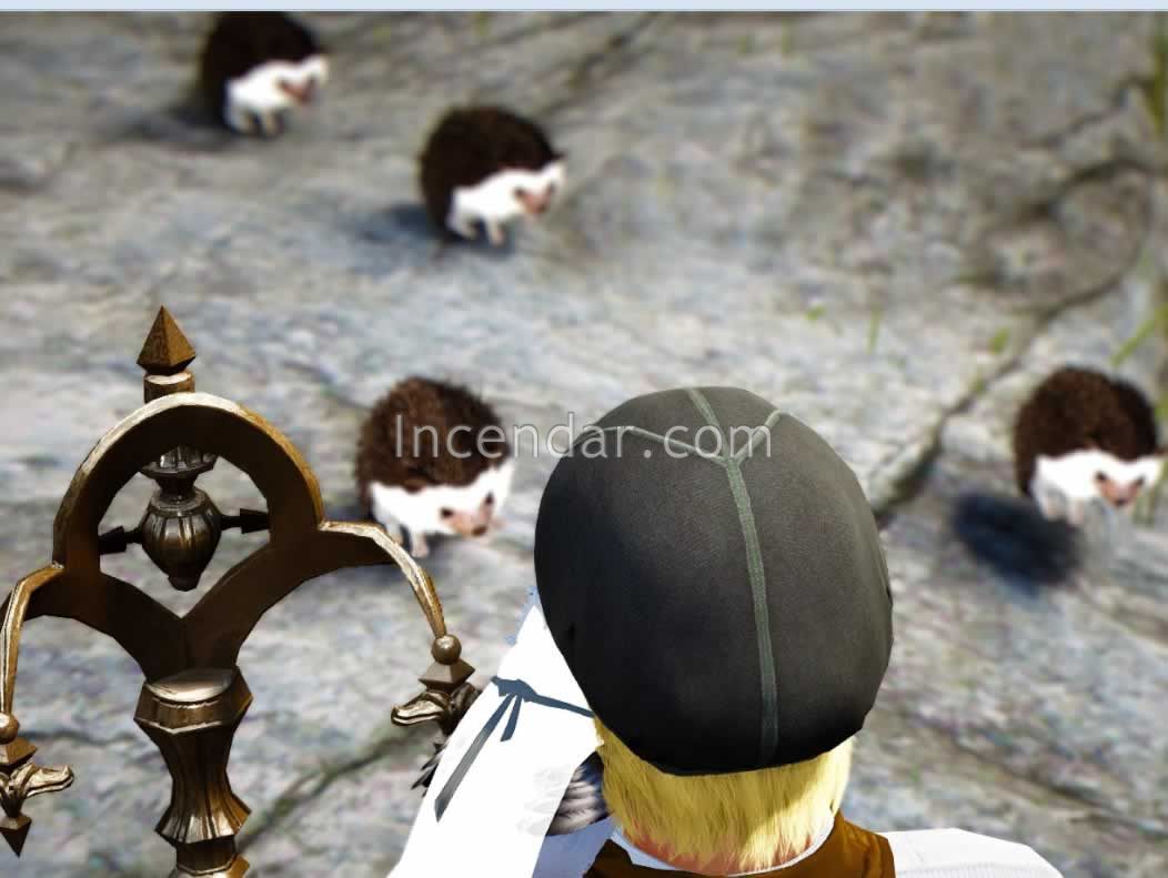 Black Desert Hedgehog pets