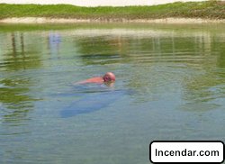 Florida man arrested for swimming with manatees in Islamorada