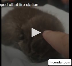 Florida man drops off baby cheetah at fire station After lots of investigating fire crews determined it might not be a cheetah cub after all.