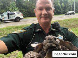 Tortoise detained by police for blocking road