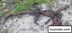 Mystery creature: What the hell did this Florida woman find in her yard